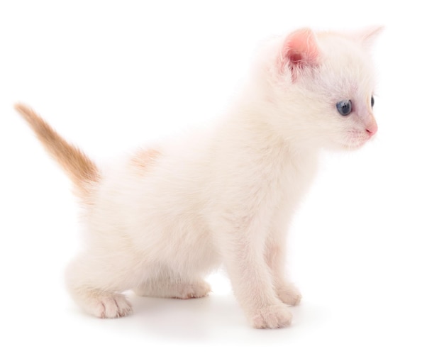 Smal white kitten