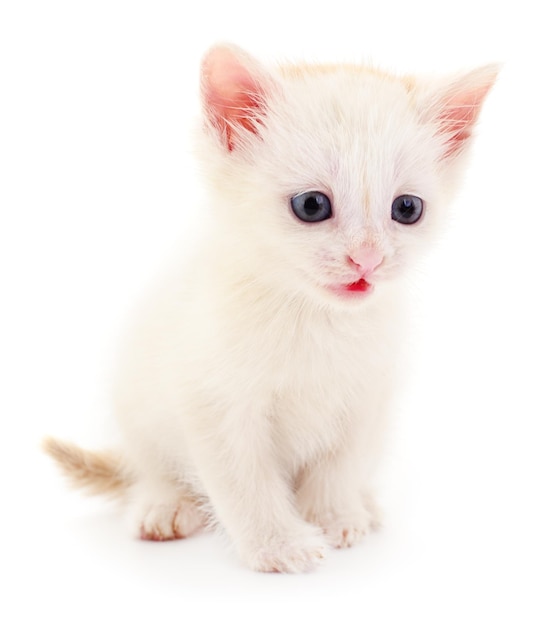 Маленький белый котенок