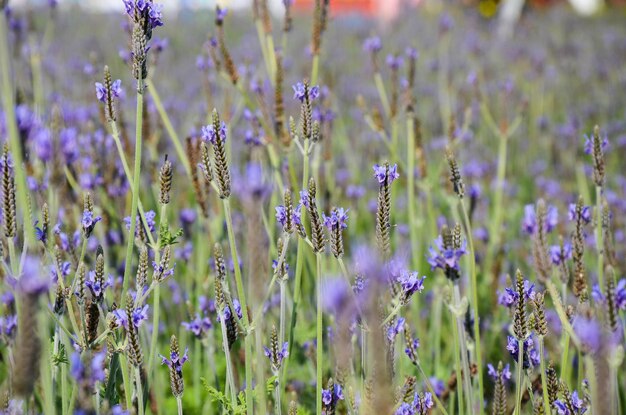 Smalbladige lavendelbloem in de tuin