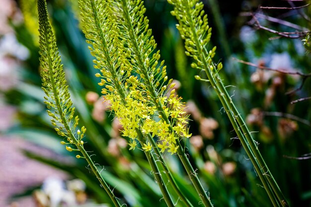 Smalbladige vossenstaartlelie Eremurus stenophyllus