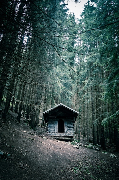 Piccola capanna di legno abbandonata in una profonda foresta di abeti scuri