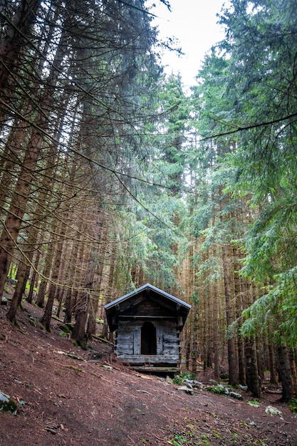 Small abandoned wooden cabin in a deep dark fir forest