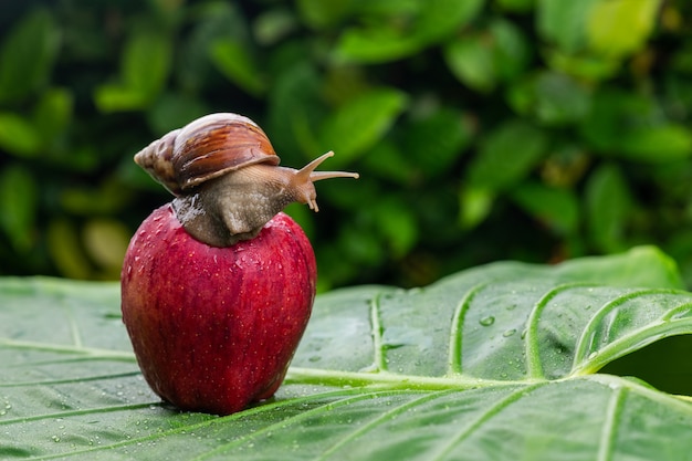 A small Achatina snail with a brown shell crawling on a wet bright red apple lying on a wet green leaf among greenery close-up