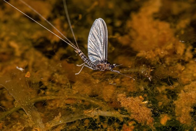 Small Adult Mayfly