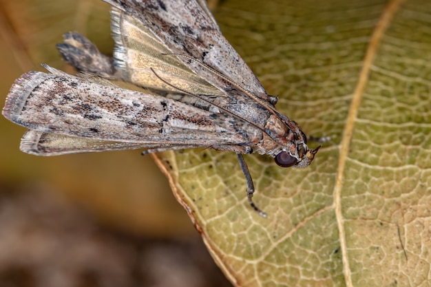 Small Adult Moth of the order lepidoptera