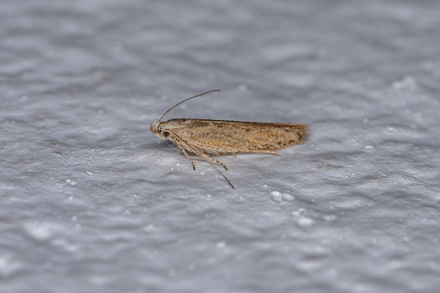 Small Adult Moth of the order lepidoptera