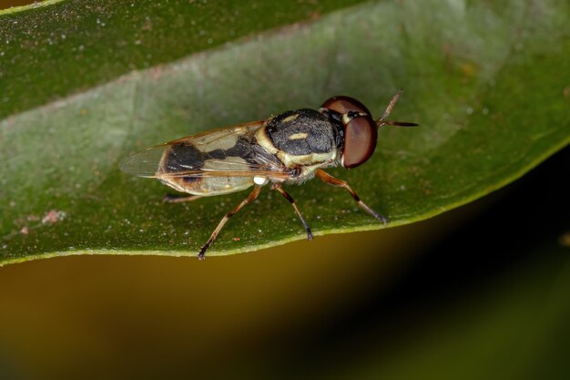 Photo small adult soldier fly of the subfamily stratiomyinae on a leaf