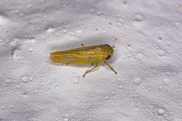 작은 성인 전형적인 Leafhopper