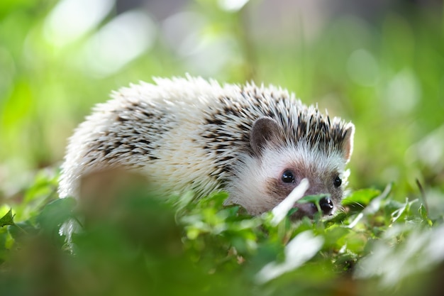 Small african hedgehog pet on green grass outdoors on summer day. Keeping domestic animals and caring for pets concept.