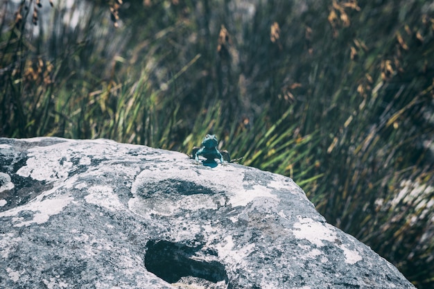 Small agama lizard on a rock in Cape Town, South Africa