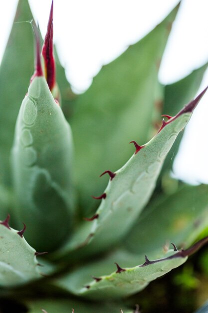 白い背景の上の小さなリュウゼツラン植物。