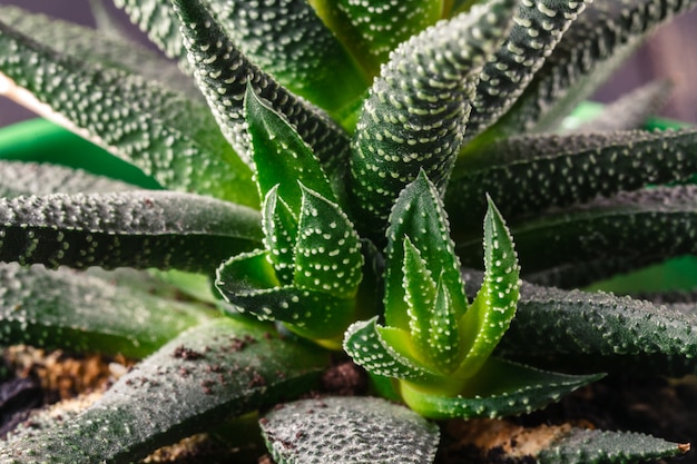 Small aloe on table, close up view