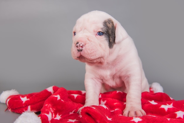 Small American Bulldog puppy dog is sitting on red with white stars.