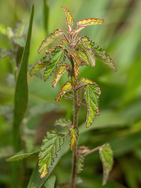 Photo small angiosperm plant