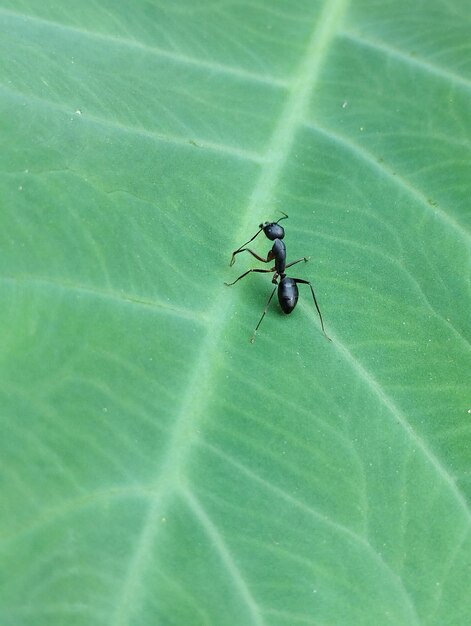 Photo a small ant resting on green leaf background