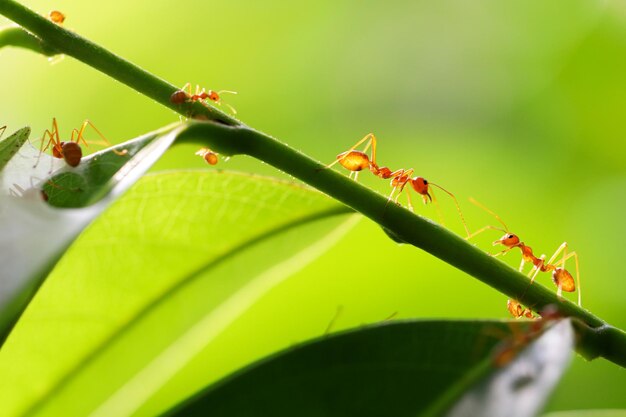 Small ants climbing on branches.