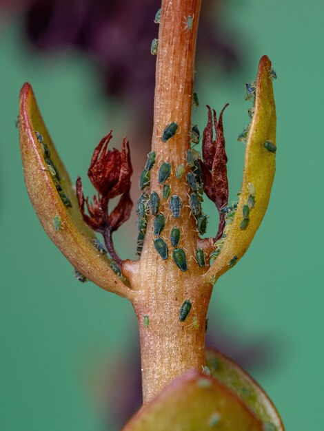 Kalanchoe blossfeldiana 종의 Flaming Katy 식물에 있는 Aphididae 계통의 작은 진딧물 곤충