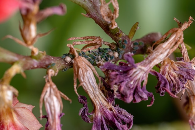 Piccoli afidi insetti della famiglia aphididae sulla pianta katy fiammeggiante della specie kalanchoe blossfeldiana