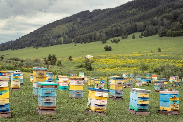 Foto un piccolo apiario nel territorio dell'altai