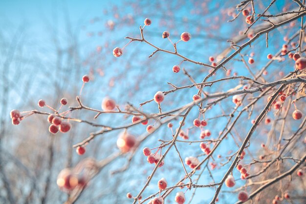 Foto piccole mele in inverno sotto la neve