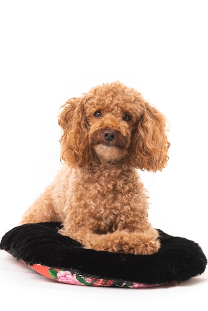 Small Apricot Poodle Isolated On White Background