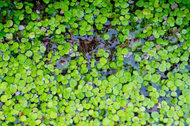 Piccole piante acquatiche che galleggiano nell'acqua