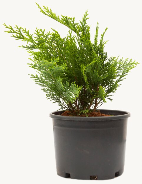 Photo a small arborvitae plant in a black pot isolated on white background