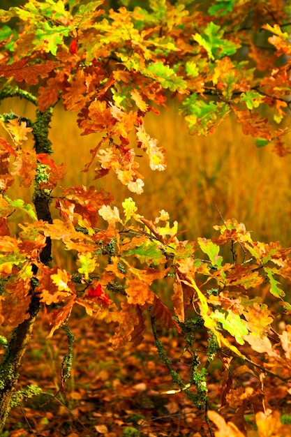 Small autumn oak tree