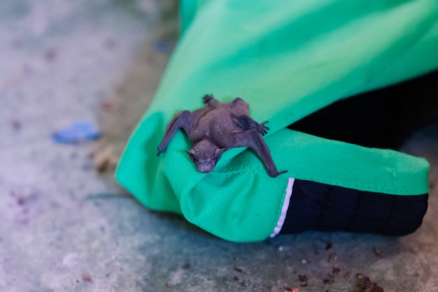 Un piccolo pipistrello caduto dal nido