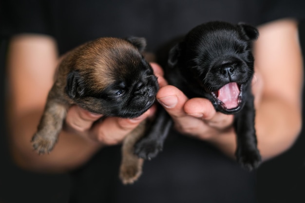 Small baby blind puppy sleep in humans hands