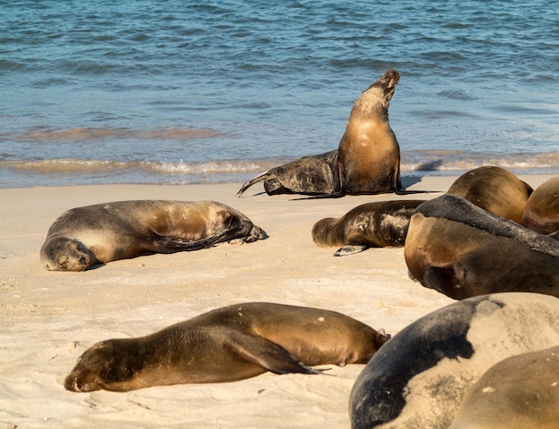 Photo small baby seal among others on beach