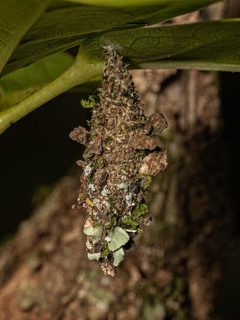 Photo small bagworm moth