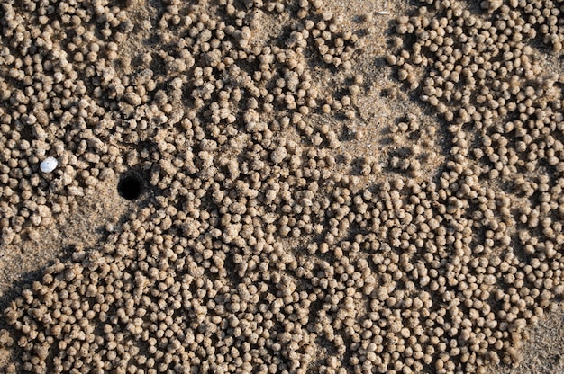 해변에서 일부 해변 생물에 의해 쌓인 작은 공