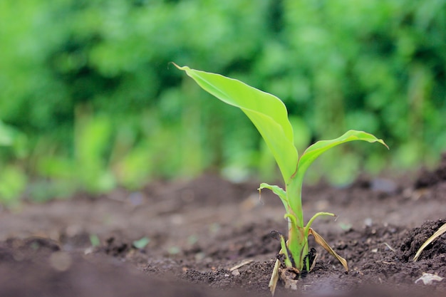 small Banana Farm