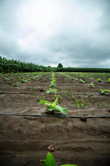 is kiwifarms down