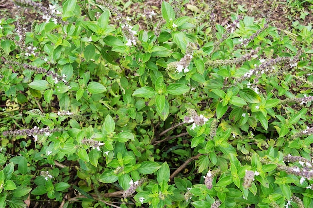 Small basil plantation