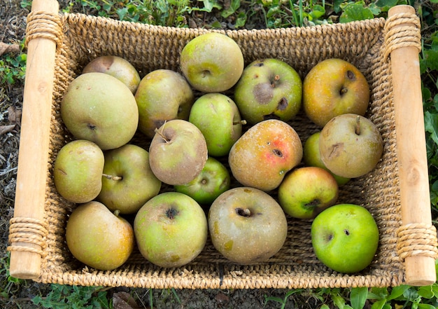 Small basket of apples in the garden