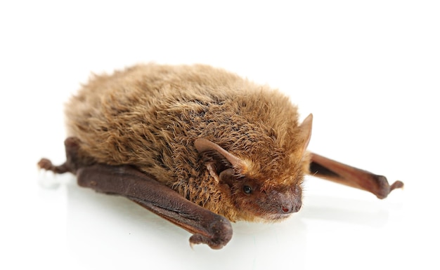 Small bat isolated on white