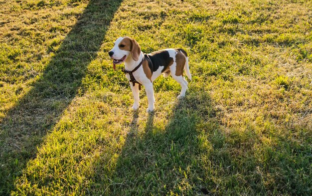 A small beagle dog walks in a public park. Cute puppy on the green grass.