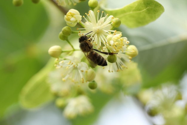 маленькая красивая пчела на цветущей липе в саду