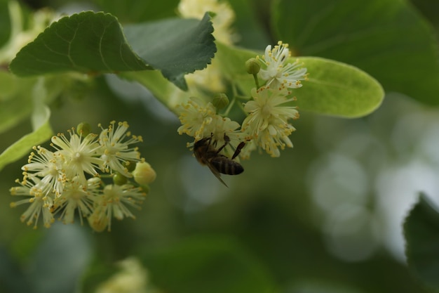 庭の菩提樹の花の小さな美しい蜂