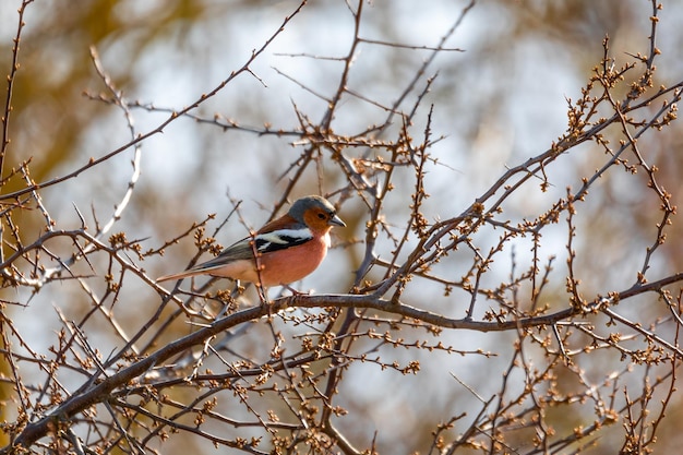 Photo small beautiful bird common chaffinch