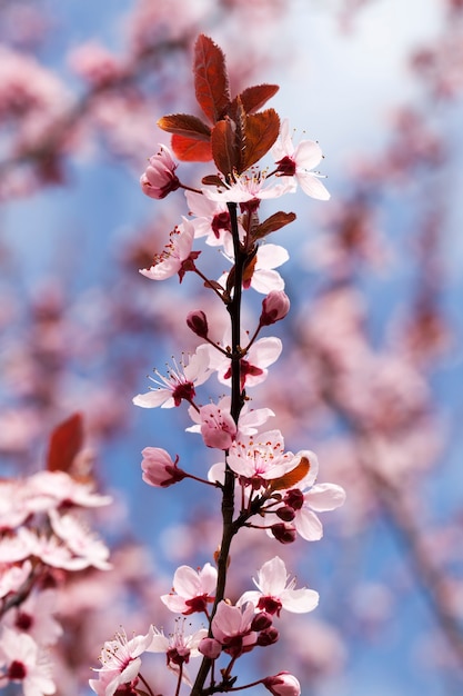 과수원의 작은 아름다운 피는 붉은 벚꽃 꽃, 봄 또는 여름의 아름다운 분홍색 꽃