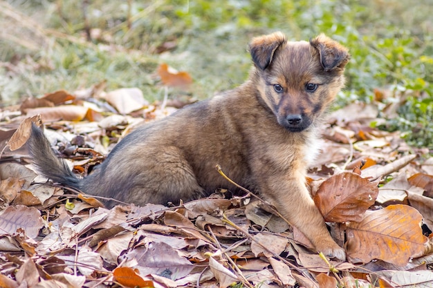 A small, beautiful brown puppy sits on a dry leafs in the garden in the fall_