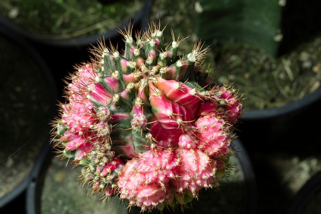 정원에 있는 작은 아름다운 선인장(gymnocalycium).