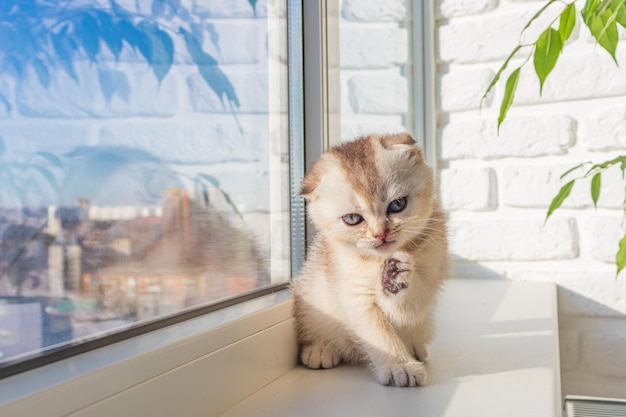 A small beautiful fluffy chinchilla kitten is playing on the windowsill by the window in sunny weather