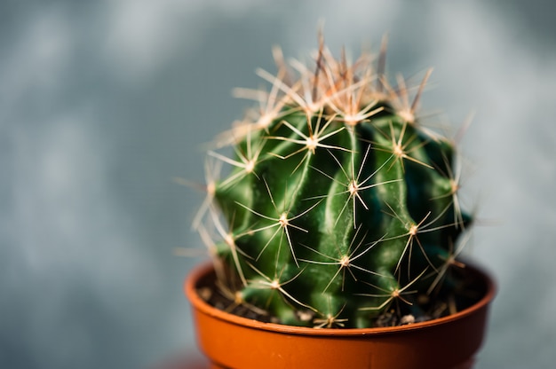 Small beautiful green cactus in brown pot close-up 