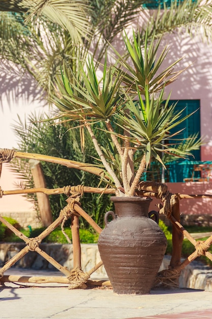 Small beautiful green dracaena (dragon tree) in flower pot in the garden