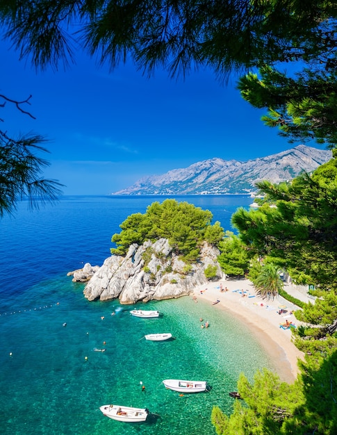 Foto la piccola bellissima spiaggia podrace a brela attraverso alberi di pino, riviera di makarska, croazia