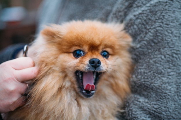 小さな美しい毛むくじゃらの赤い色のスピッツ犬